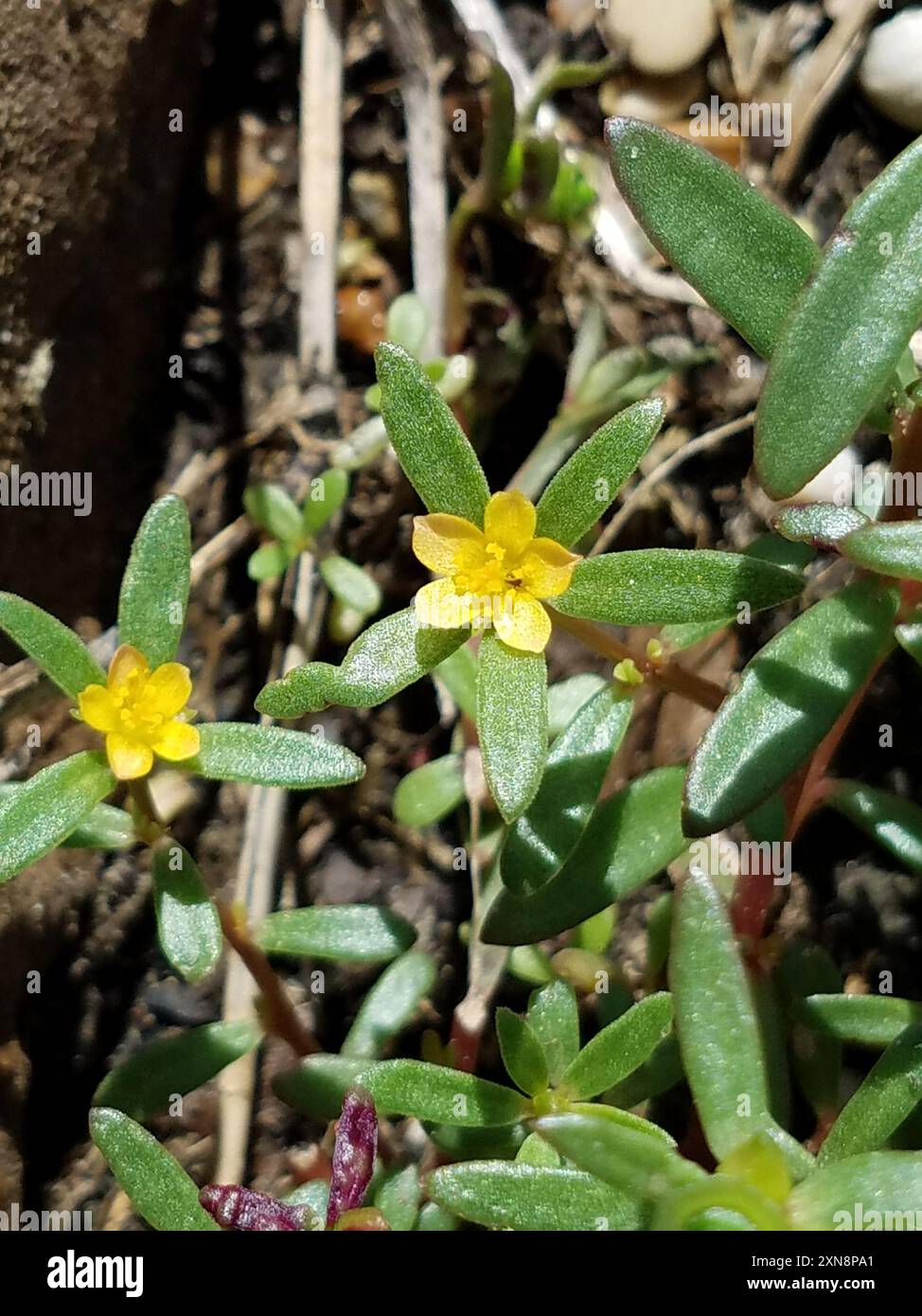 Wingpod purslane portulaca umbraticola hi-res stock photography and ...