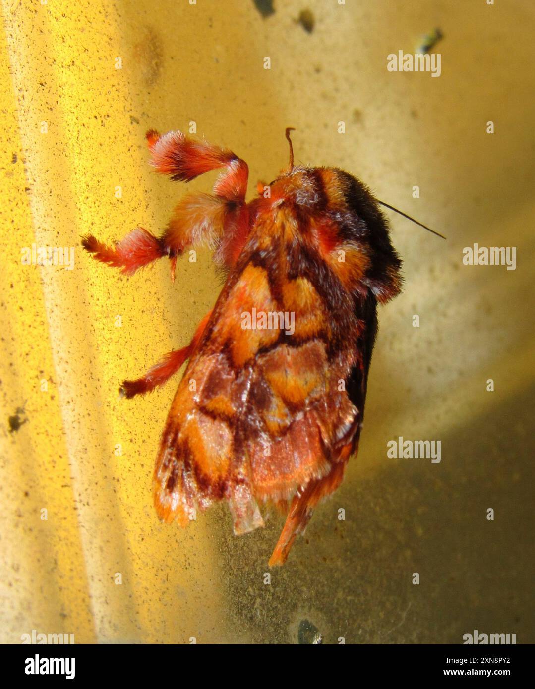 Monkey Bee Insect Monkey slug moth hi-res stock photography and images - Alamy