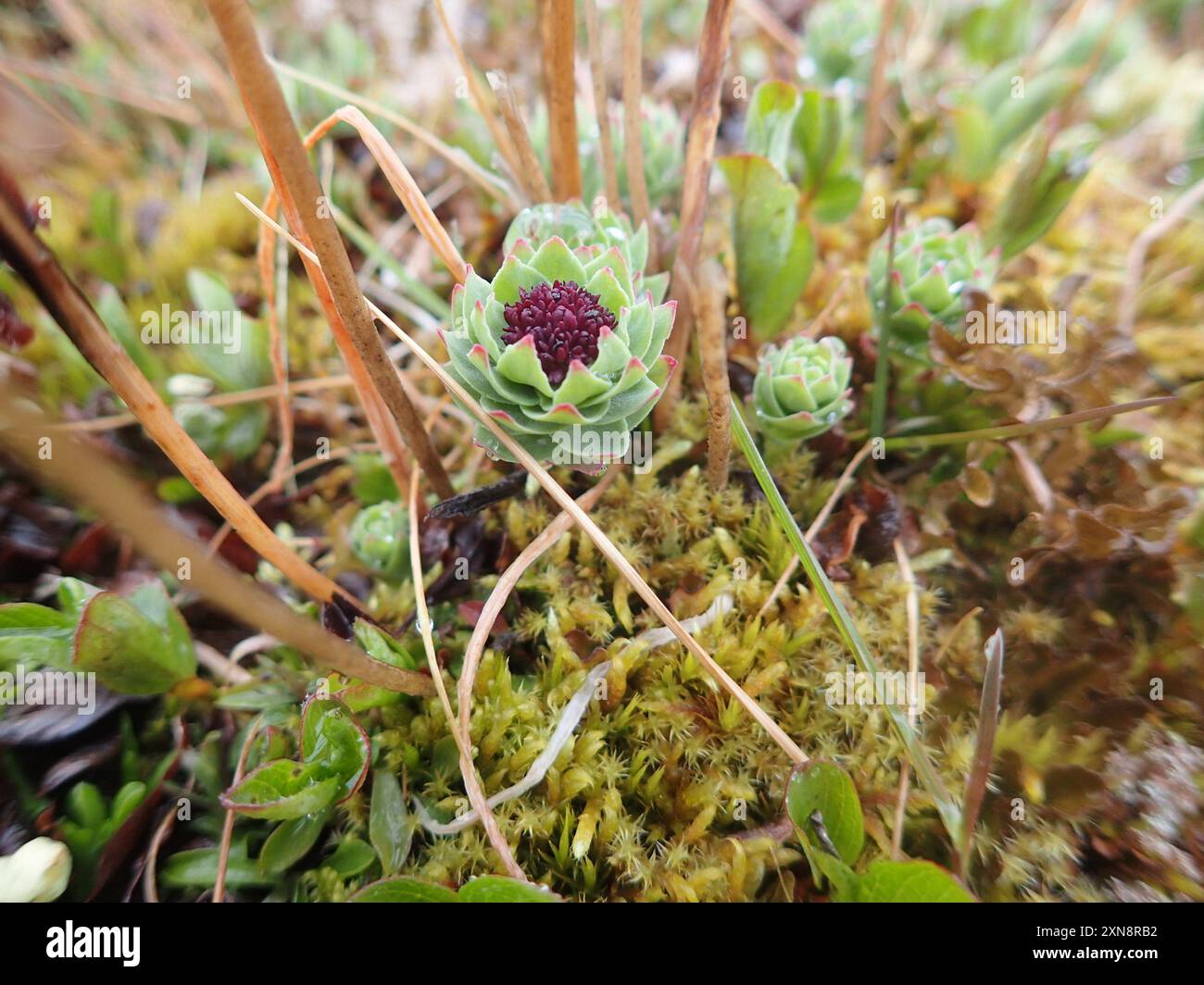 western roseroot (Rhodiola integrifolia) Plantae Stock Photo - Alamy