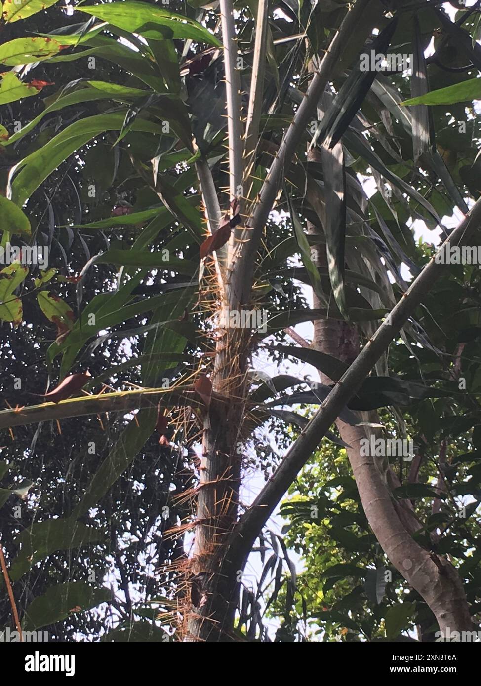 Rattan palms (Calamus) Plantae Stock Photo - Alamy