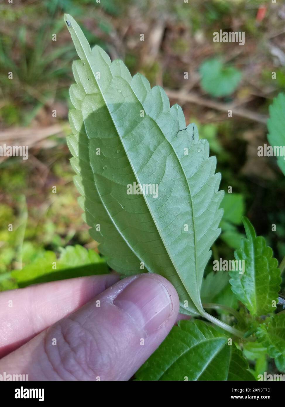 clearweed (Pilea) Plantae Stock Photo