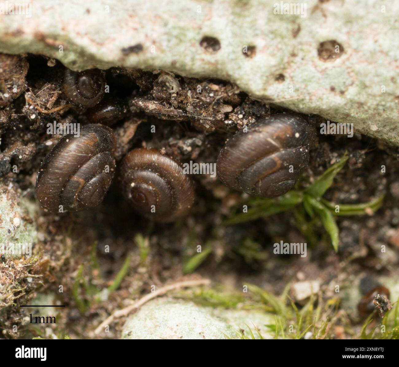 Pyramidula hi-res stock photography and images - Alamy