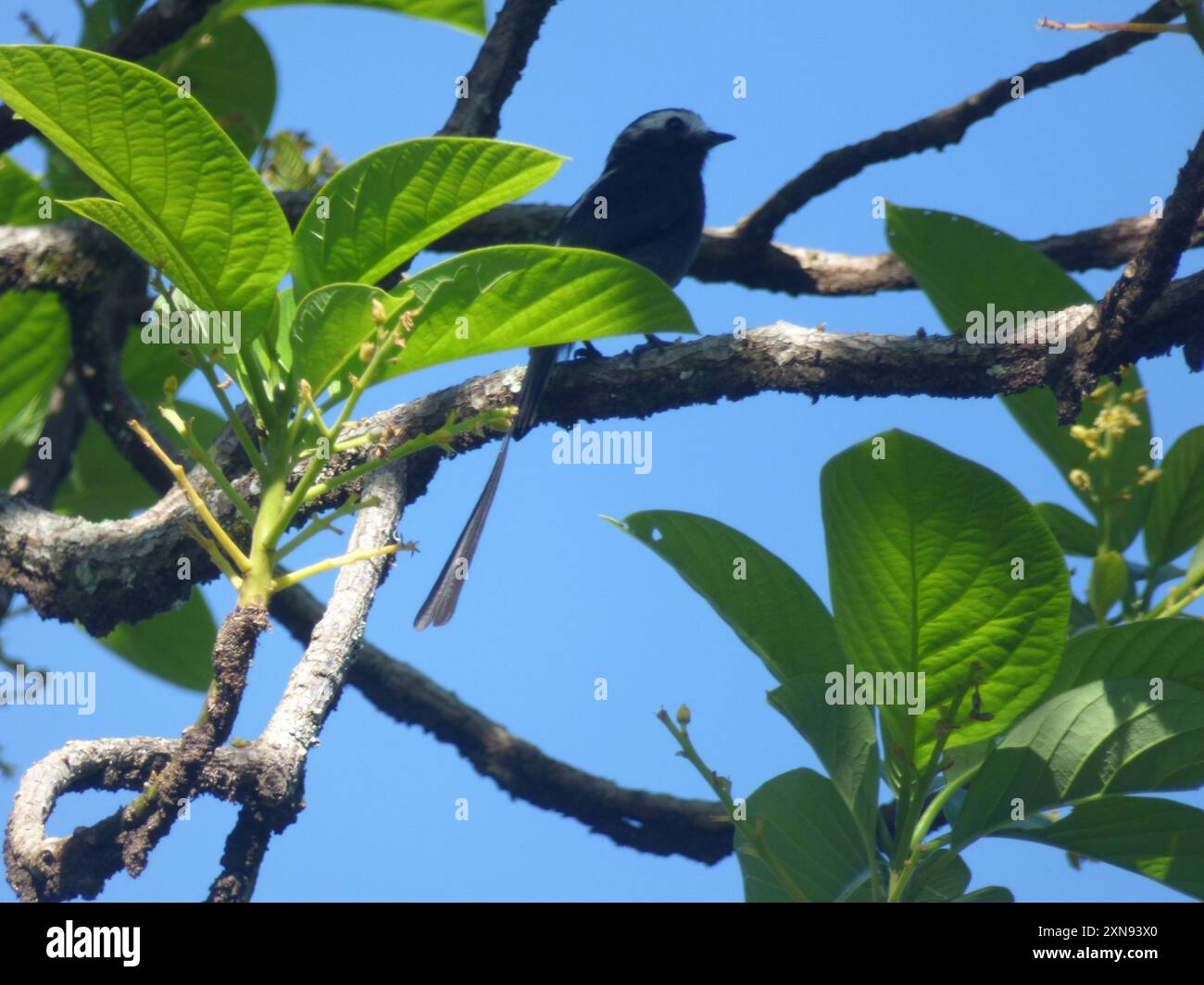 Longtailed Tyrant (Colonia colonus) Aves Stock Photo Alamy