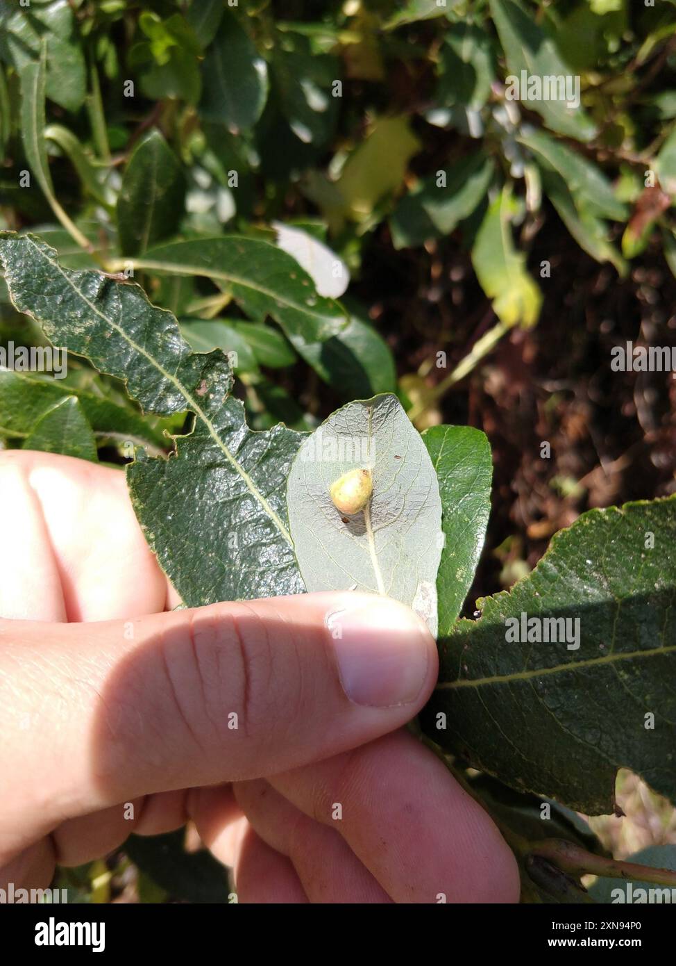 Willow Apple Gall Sawfly (Euura californica) Insecta Stock Photo - Alamy