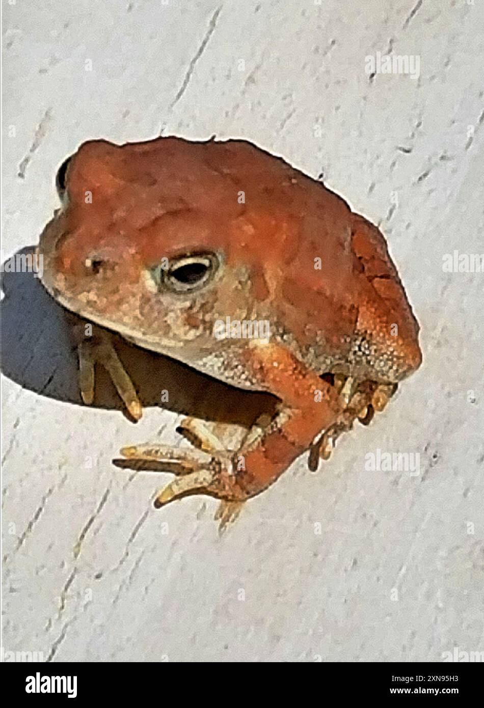 Fowler's Toad (Anaxyrus fowleri) Amphibia Stock Photo - Alamy
