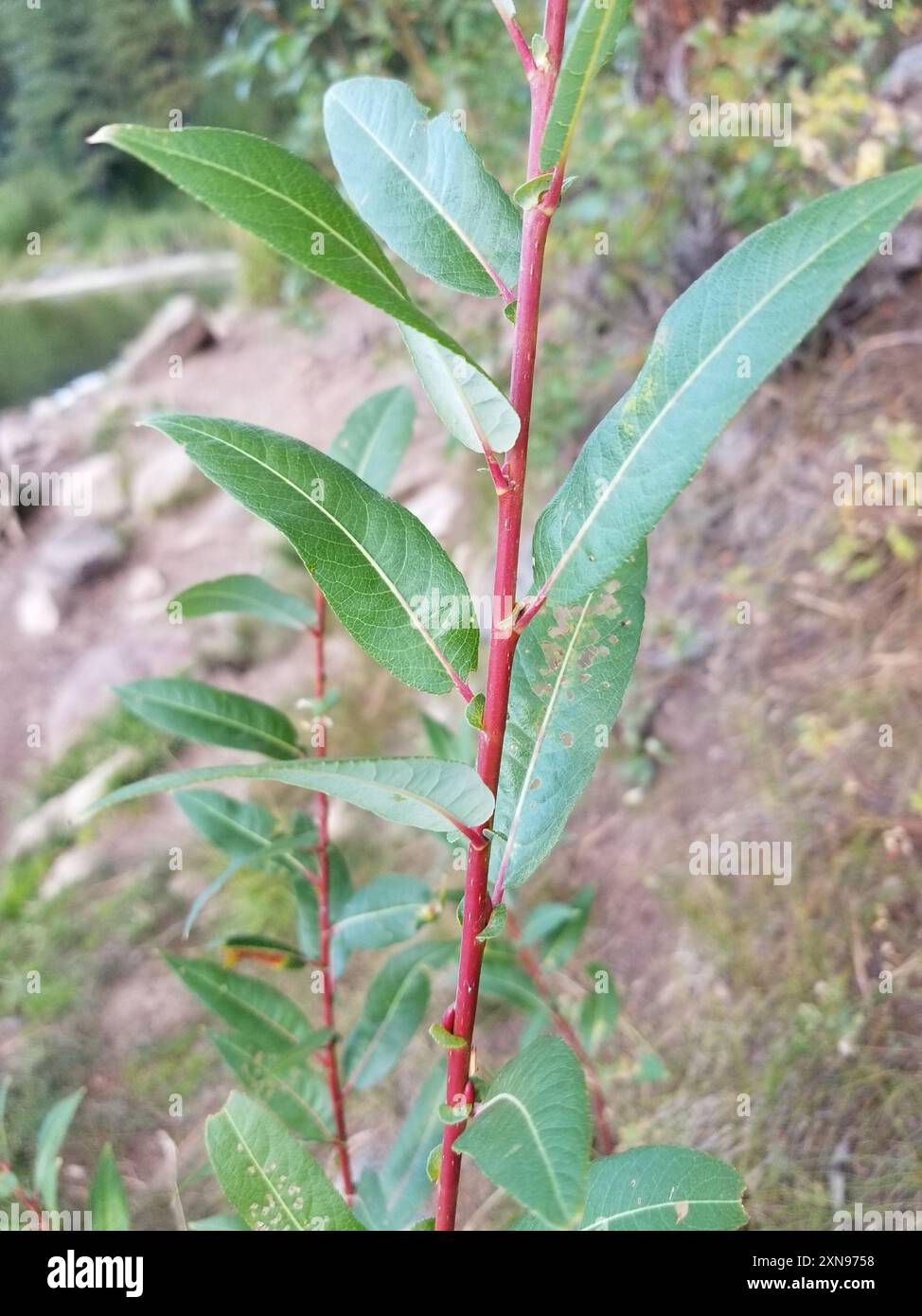 red willow (Salix laevigata) Plantae Stock Photo - Alamy