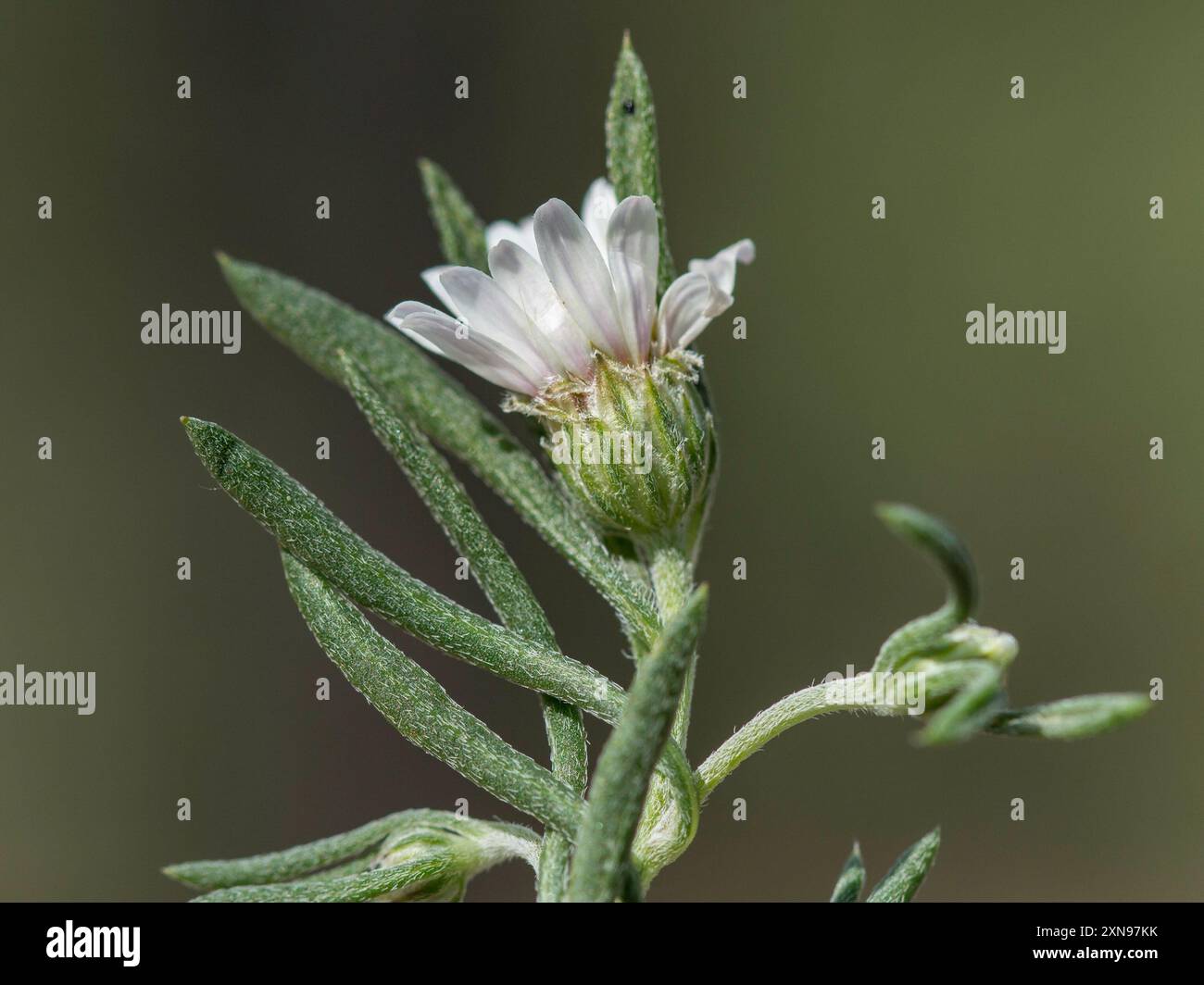 Fendler's Ground-Daisy (Townsendia fendleri) Plantae Stock Photo - Alamy