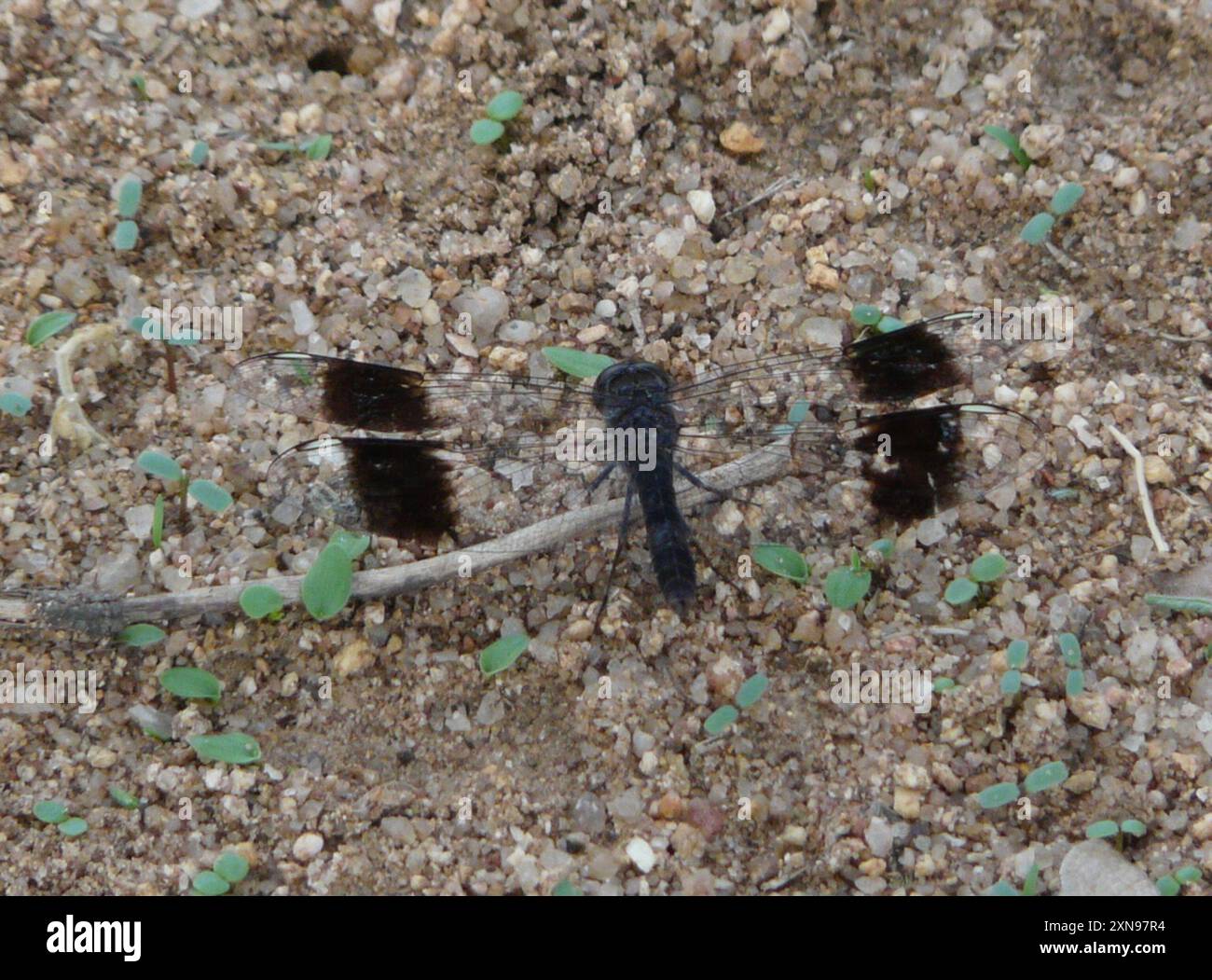 Groundlings Area Southern Banded Groundling (Brachythemis leucosticta) Insecta Stock ...
