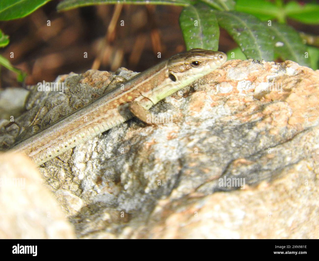 Sicilian Wall Lizard (Podarcis waglerianus) Reptilia Stock Photo Alamy