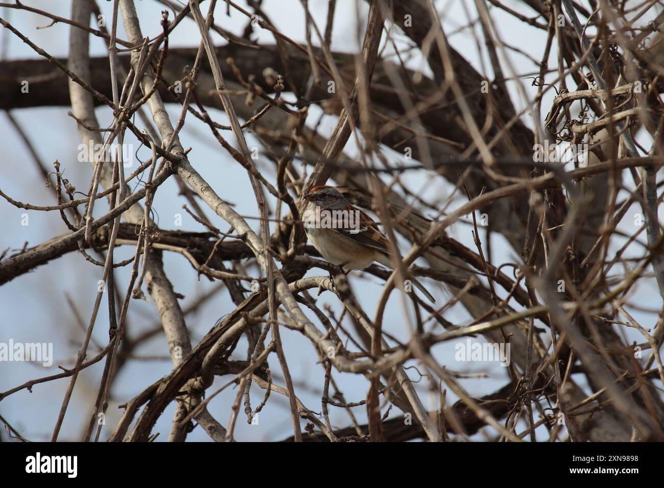Spizelloides arborea tree sparrow hi-res stock photography and images ...