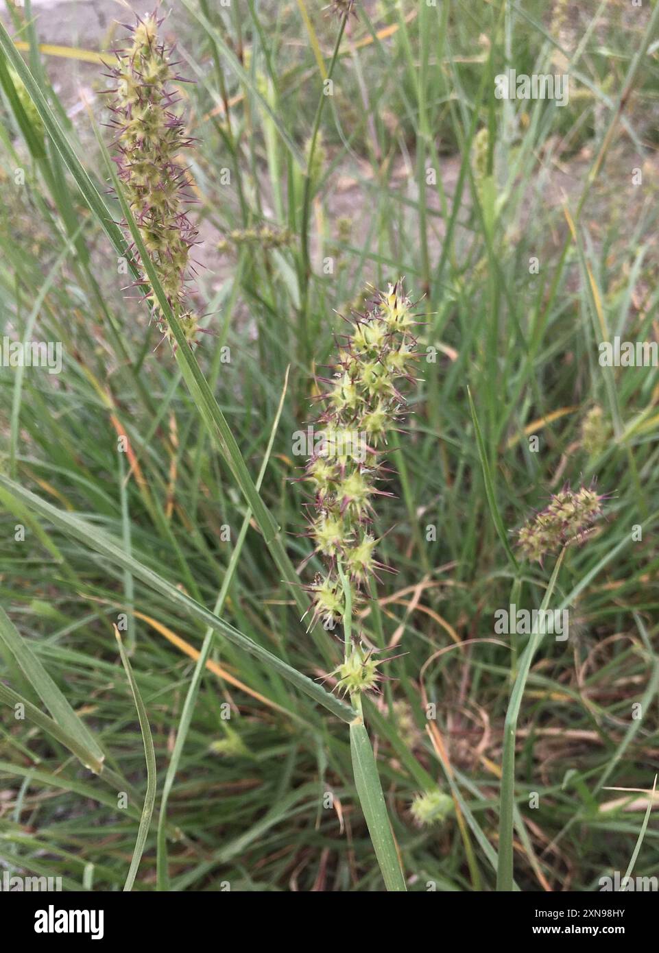 Southern Sandbur (Cenchrus echinatus) Plantae Stock Photo - Alamy