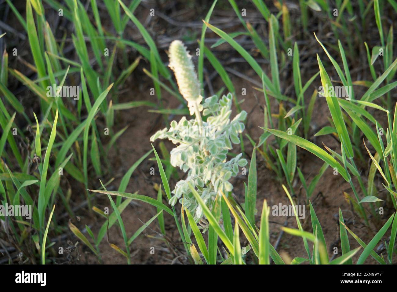 maiden grass plant Maiden Grass main image 0