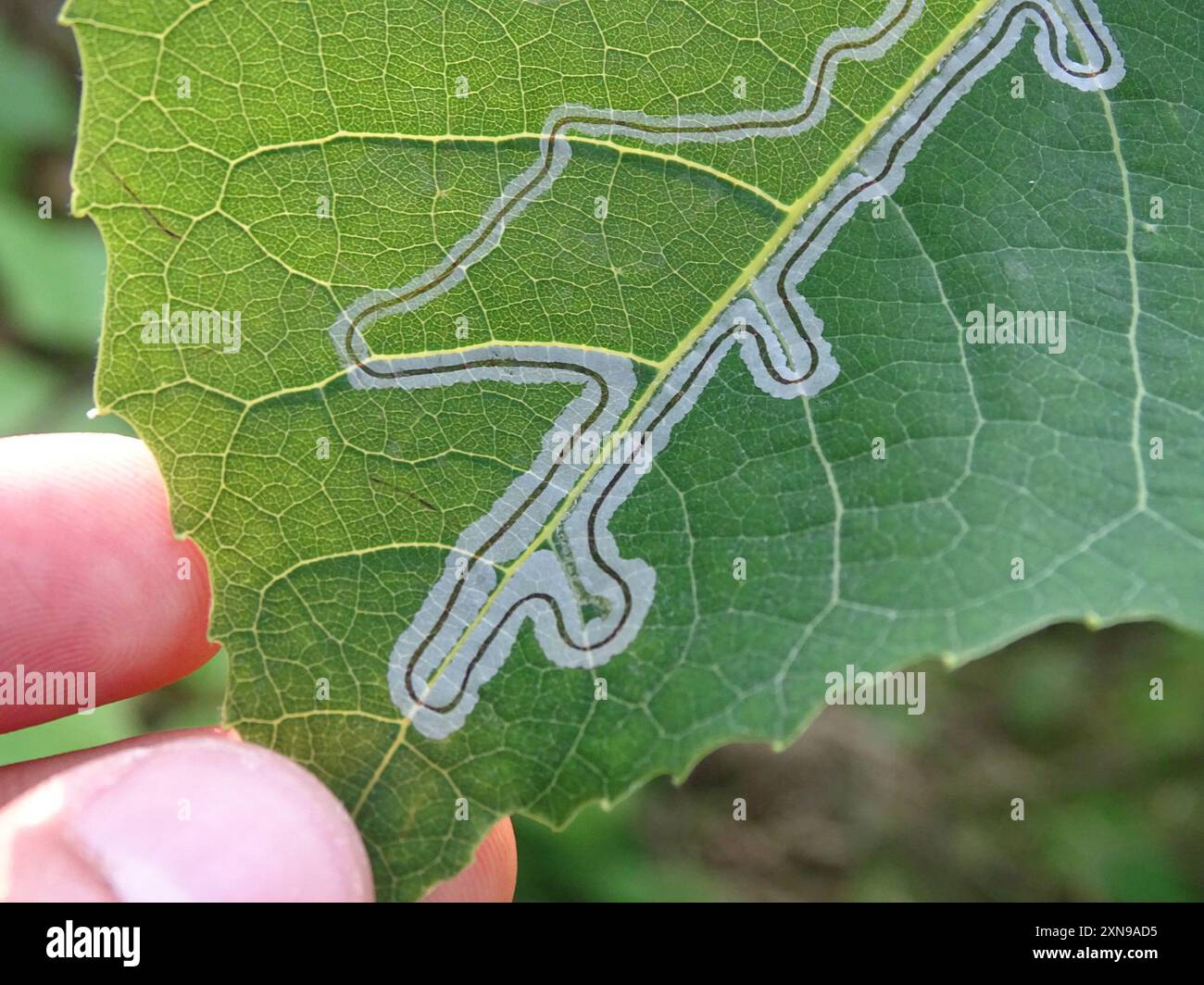 Aspen Serpentine Leafminer Moth (Phyllocnistis populiella) Insecta ...