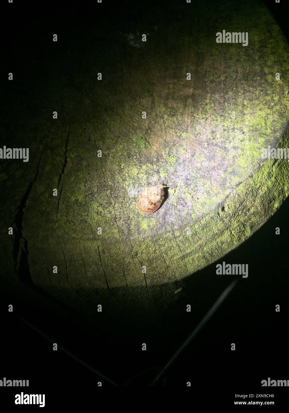 Eucalyptus Tortoise Beetle (Paropsis charybdis) Insecta Stock Photo - Alamy