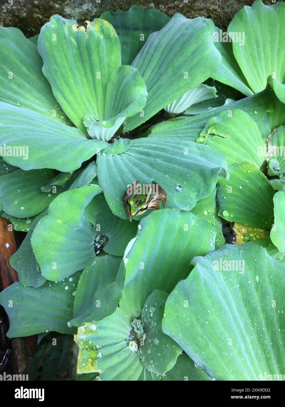 Green Paddy Frog (Hylarana erythraea) Amphibia Stock Photo - Alamy