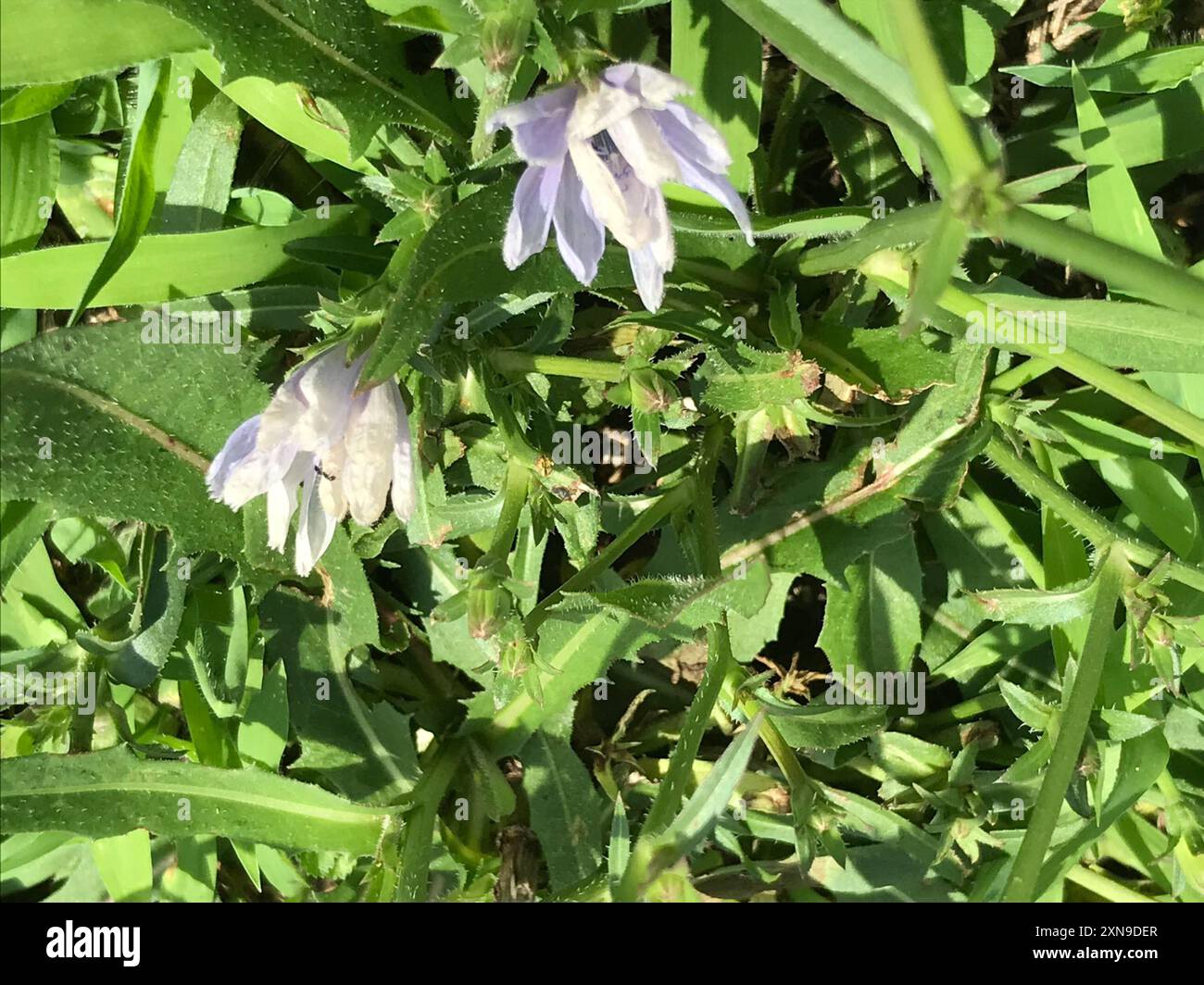 chicory (Cichorium intybus) Plantae Stock Photo - Alamy