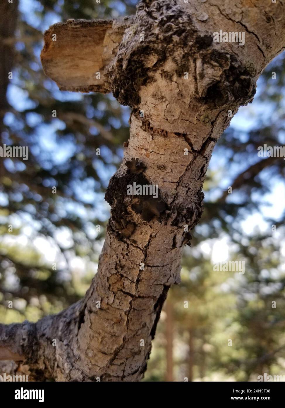 Effervescent Tarpaper Lichen (Collema furfuraceum) Fungi Stock Photo ...