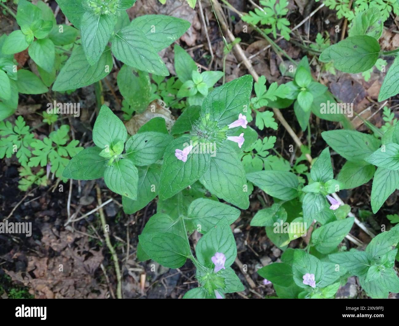 Wild Basil (Clinopodium vulgare) Plantae Stock Photo - Alamy