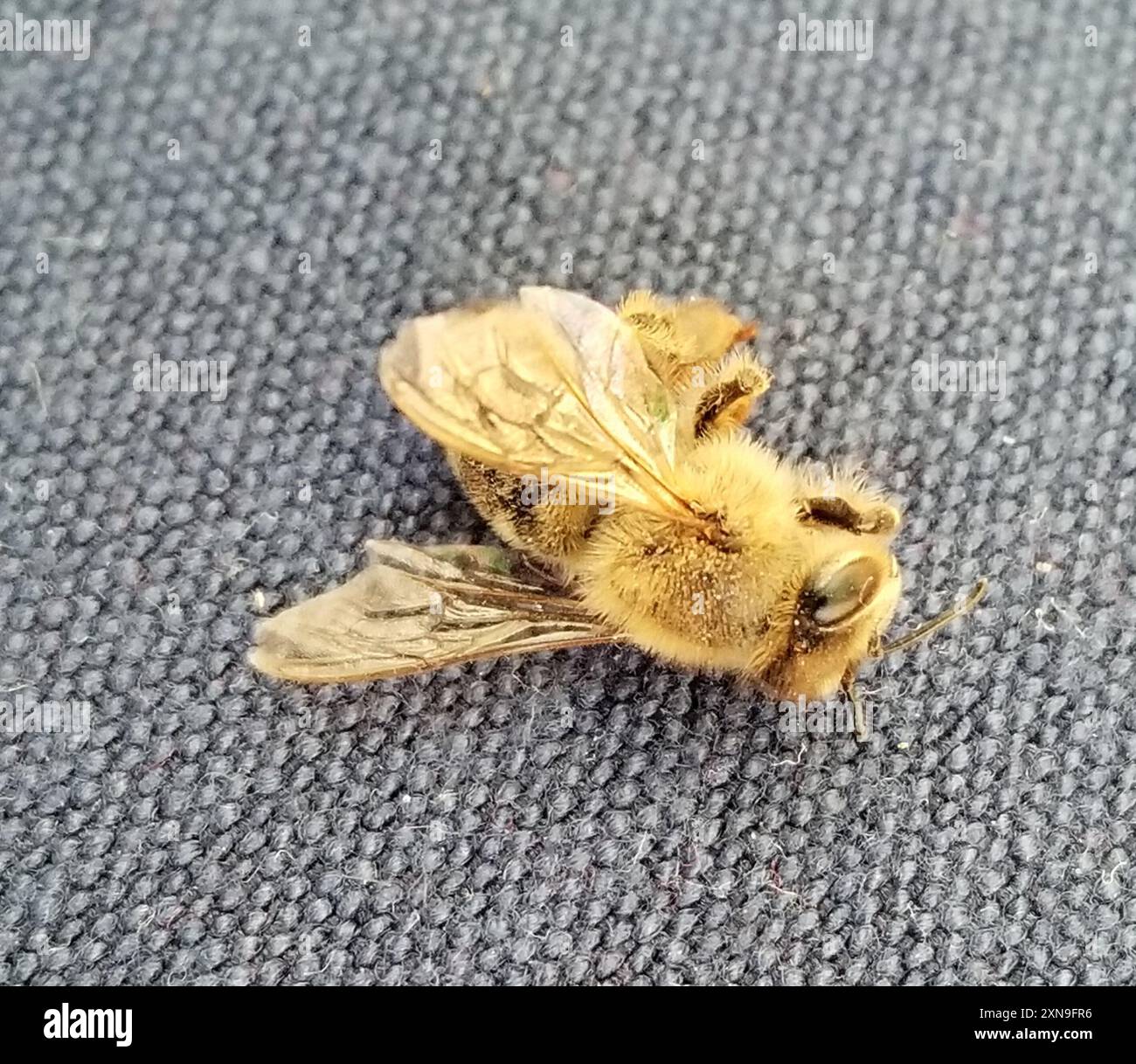Epis Insect Western Honey Bee (Apis mellifera) Insecta Stock Photo - Alamy