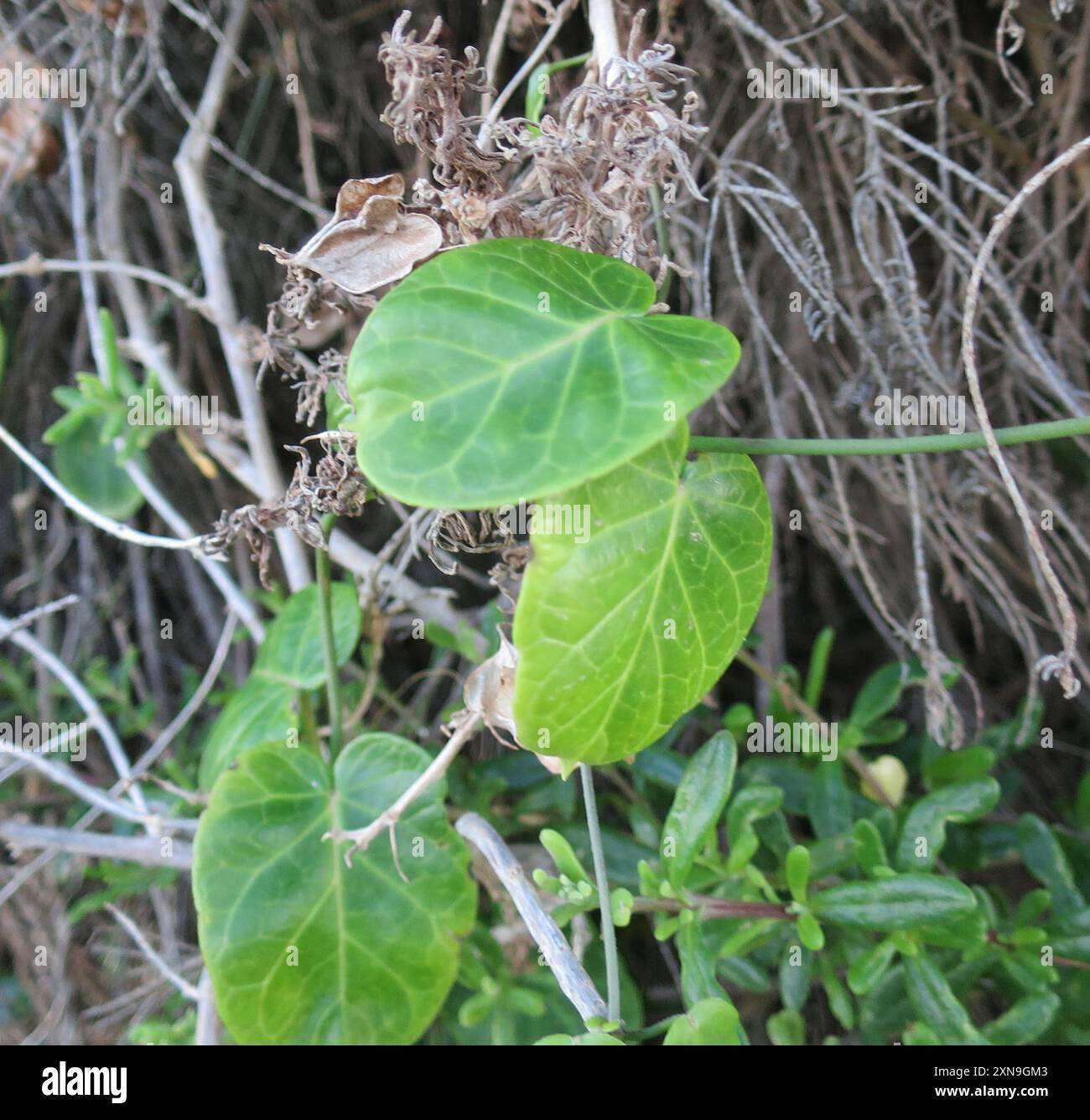 Roundleaf Buckhorn (Cynanchum obtusifolium) Plantae Stock Photo - Alamy