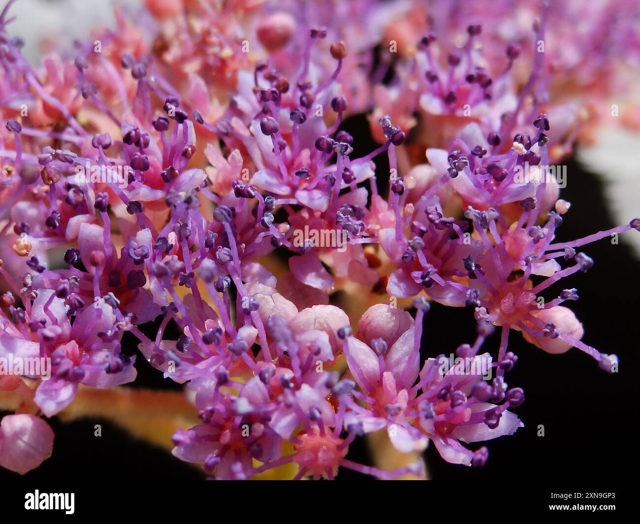 rough-leaved-hydrangea-hydrangea-aspera-plantae-stock-photo-alamy