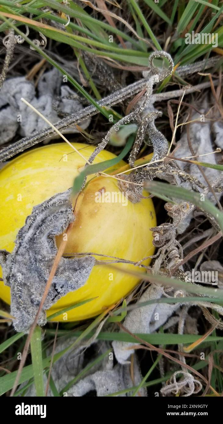 coyote melon (Cucurbita palmata) Plantae Stock Photo - Alamy
