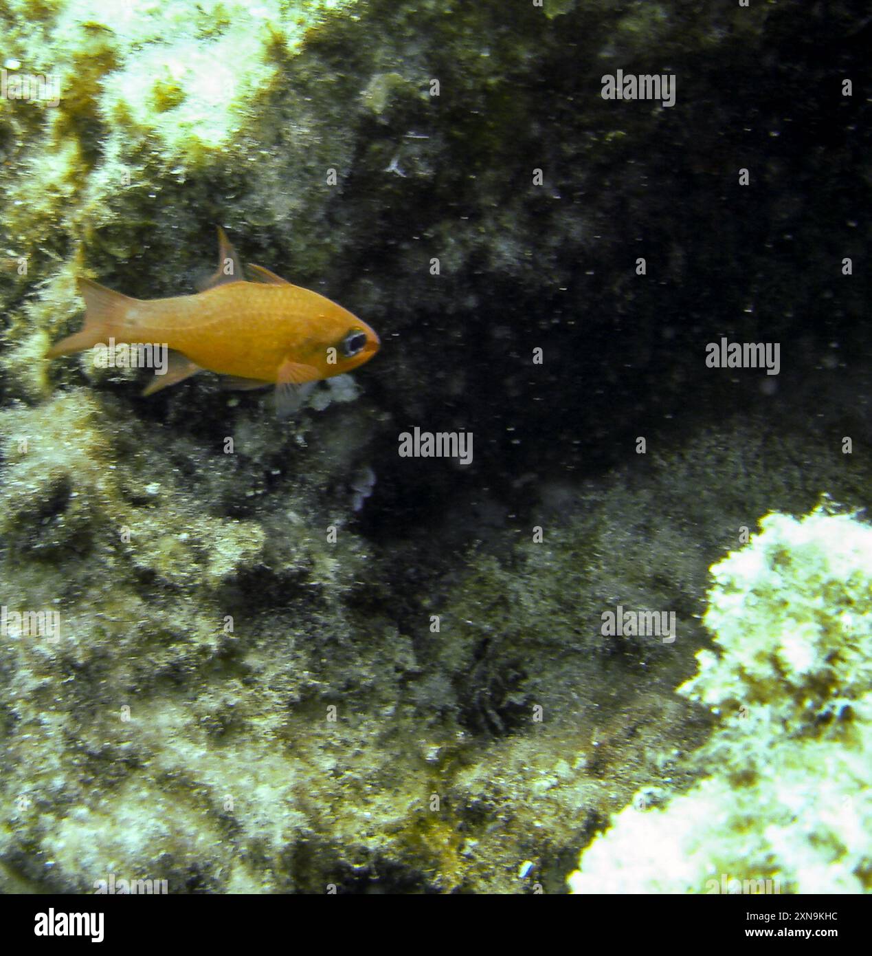 Mediterranean Cardinalfish (Apogon imberbis) Actinopterygii Stock Photo ...