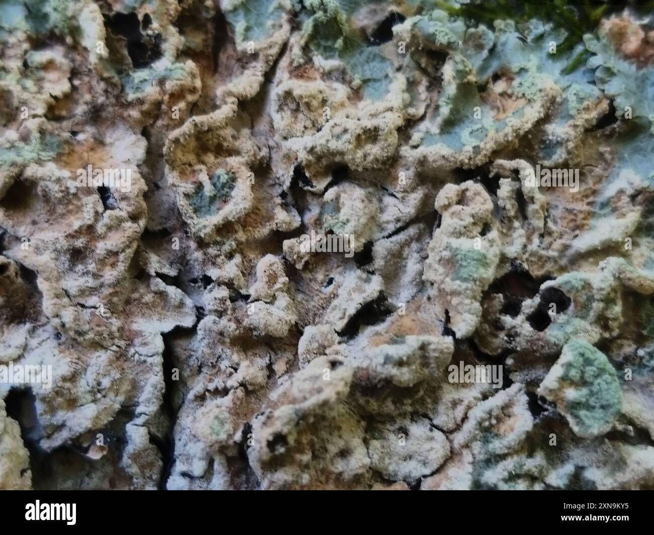 Reticulate Shield (Crespoa crozalsiana) Fungi Stock Photo - Alamy