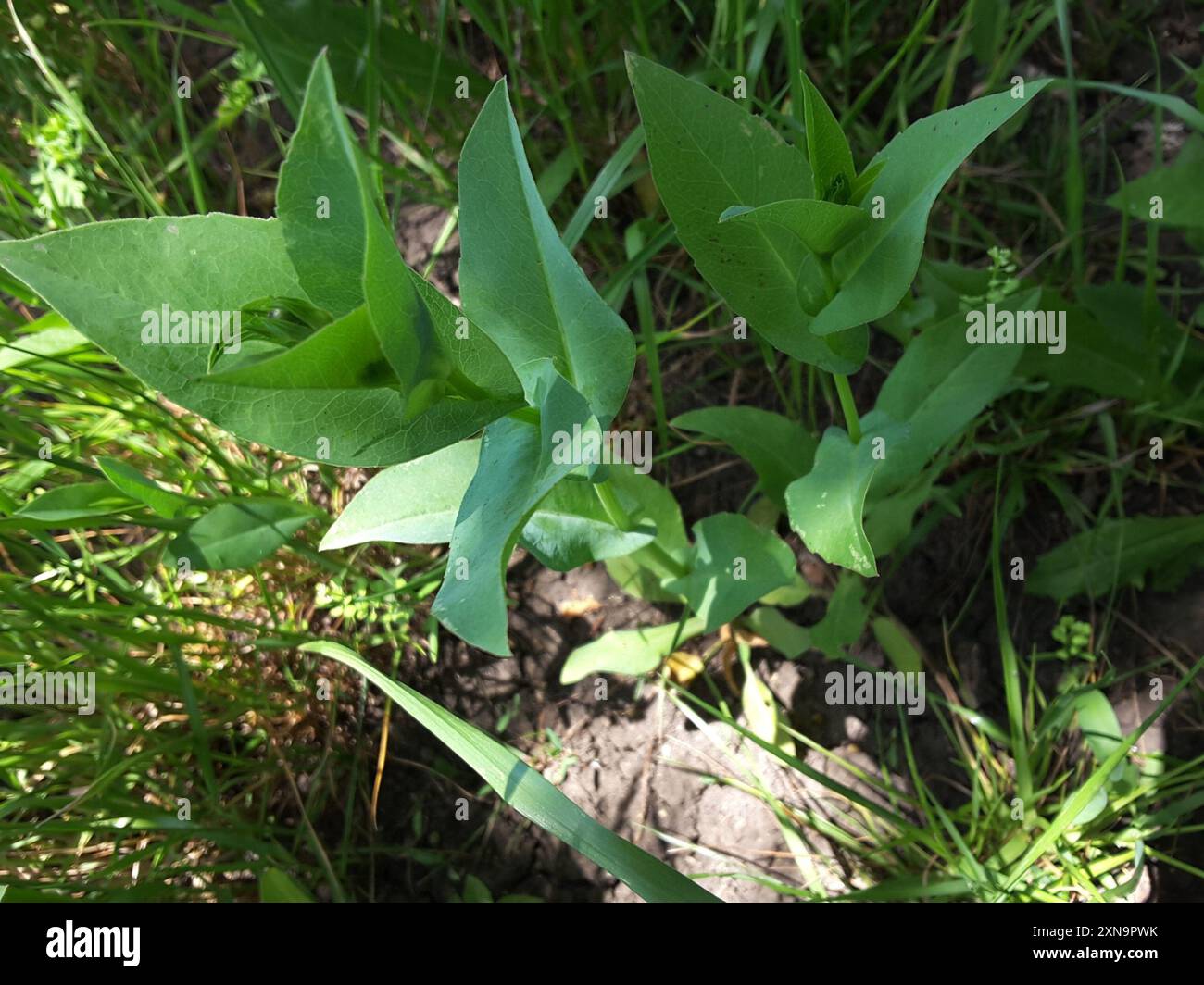 clasping coneflower (Rudbeckia amplexicaulis) Plantae Stock Photo - Alamy
