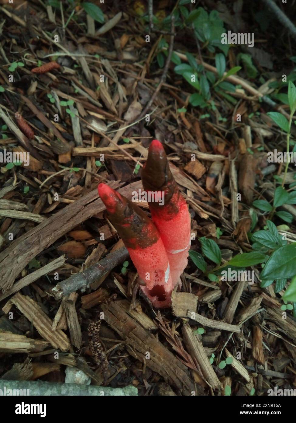 devil's dipstick (Mutinus elegans) Fungi Stock Photo - Alamy