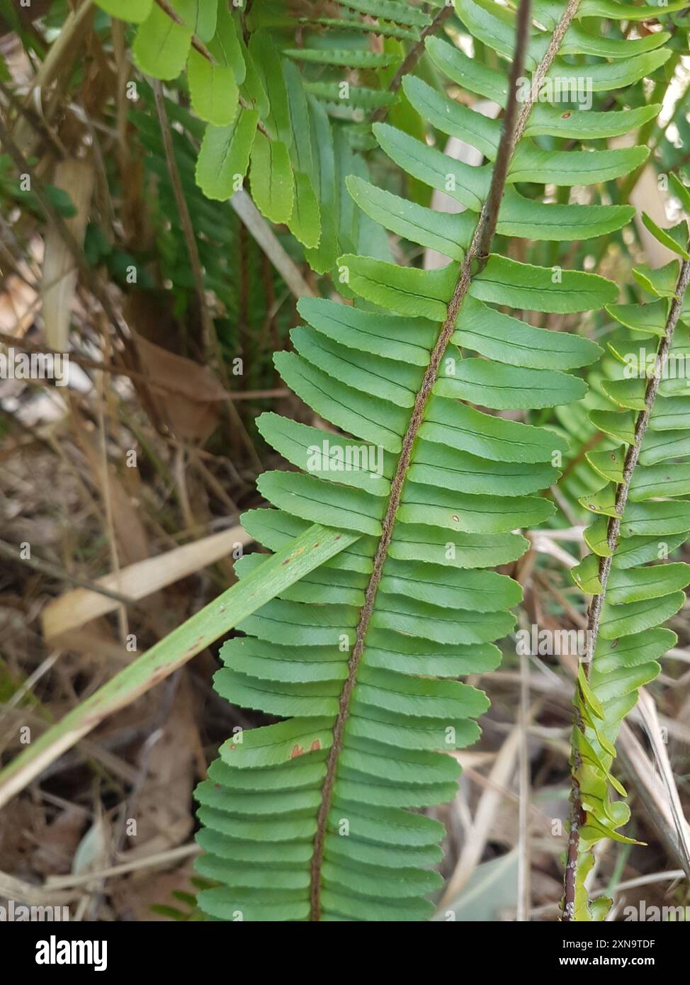 Fishbone Fern (Nephrolepis cordifolia) Plantae Stock Photo - Alamy