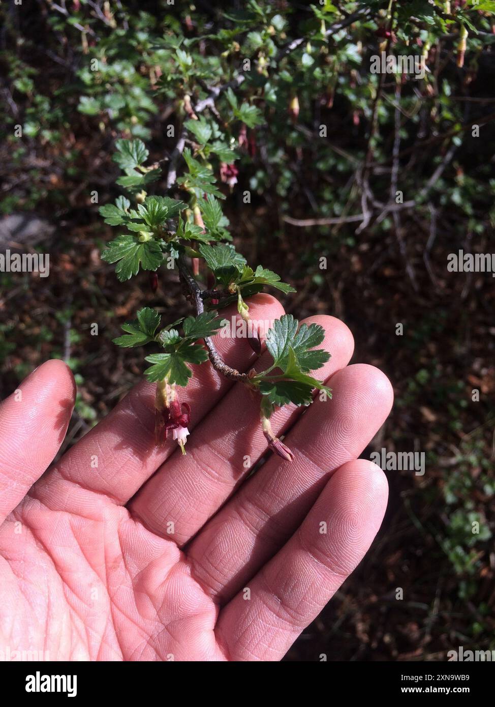 Sierra Gooseberry (Ribes roezlii) Plantae Stock Photo - Alamy