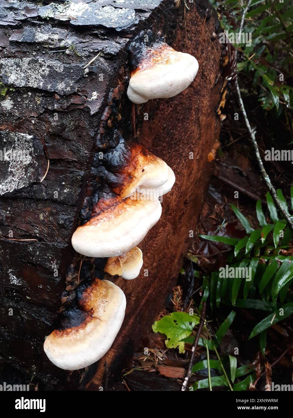 Northern Red Belt (Fomitopsis mounceae) Fungi Stock Photo - Alamy