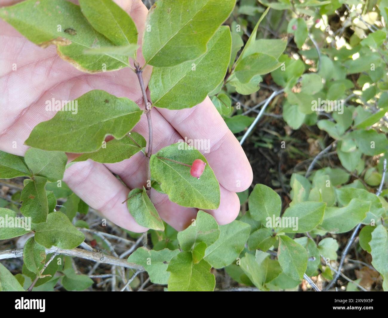 purpleflower honeysuckle (Lonicera conjugialis) Plantae Stock Photo - Alamy