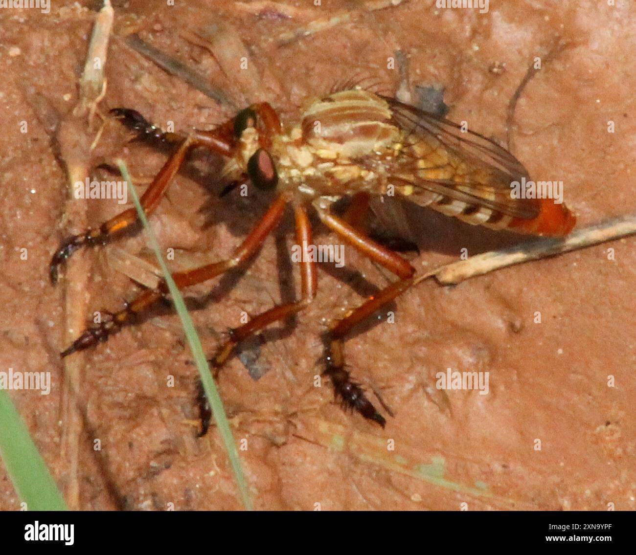 Hanging-thieves (Diogmites) Insecta Stock Photo - Alamy