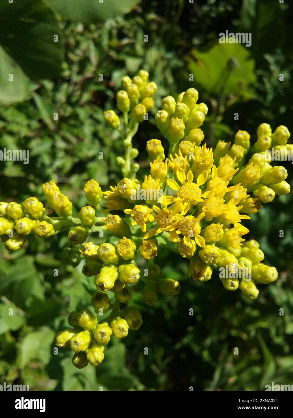Solidago Rigida Golden Rockets stiff-leaved goldenrod (Solidago rigida) Plantae Stock Photo - Alamy