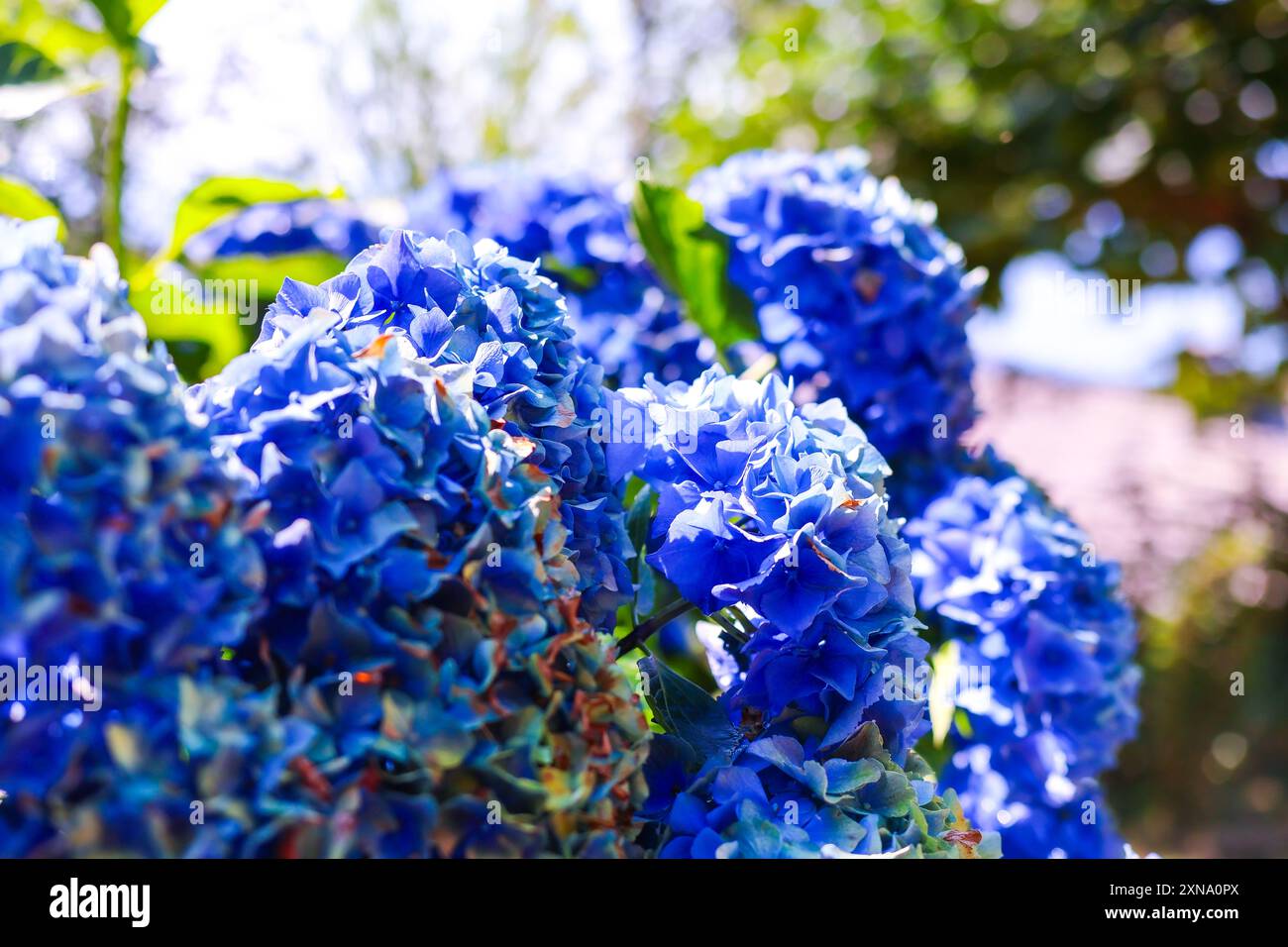 Close-Up of Lush Blue Hydrangea Stock Photo