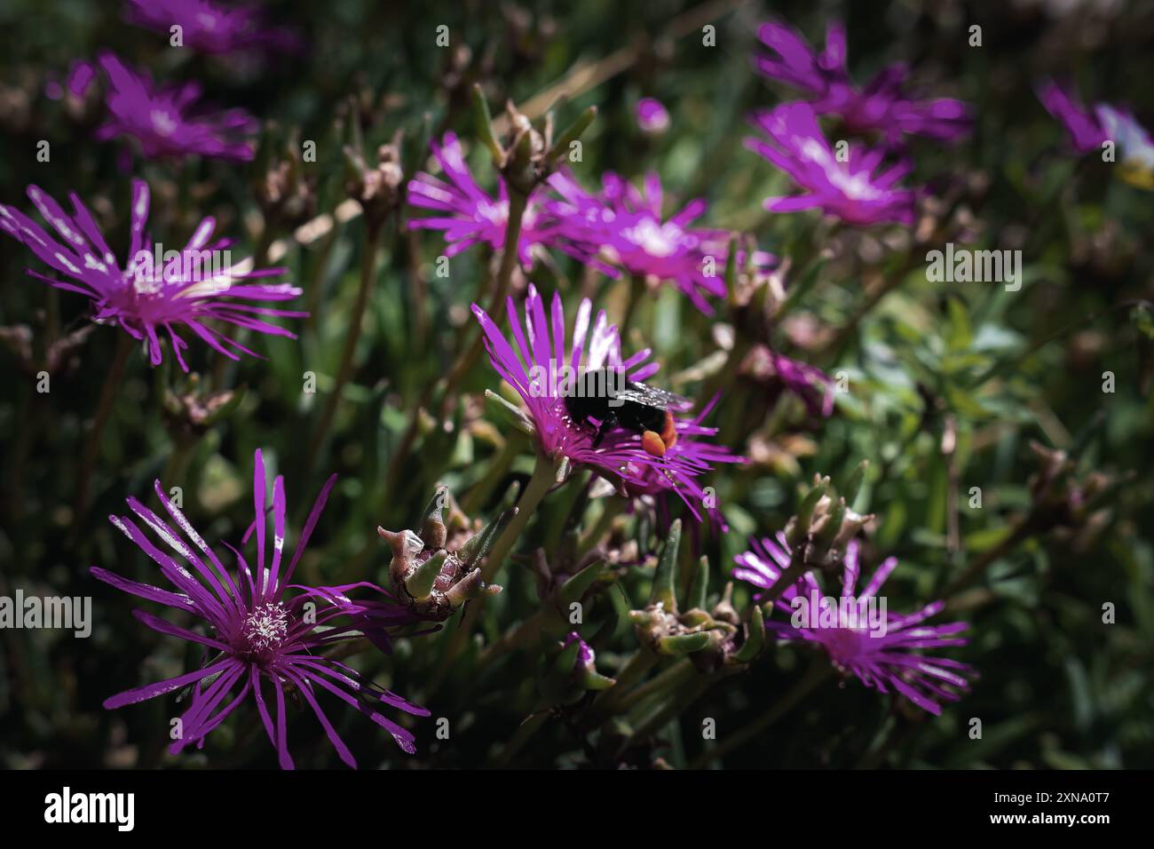 Bee pollinating daisy flower hi-res stock photography and images - Alamy