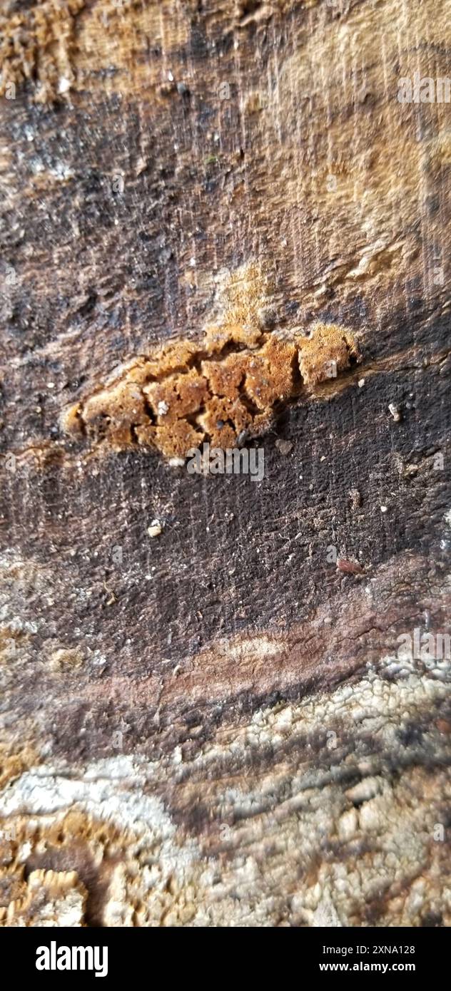 rust fungi (Pucciniales) Fungi Stock Photo - Alamy