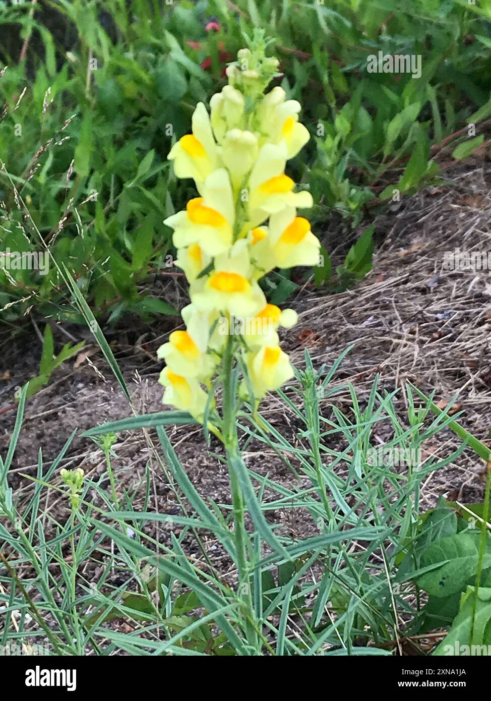 Toad Fls common toadflax (Linaria vulgaris) Plantae Stock Photo - Alamy