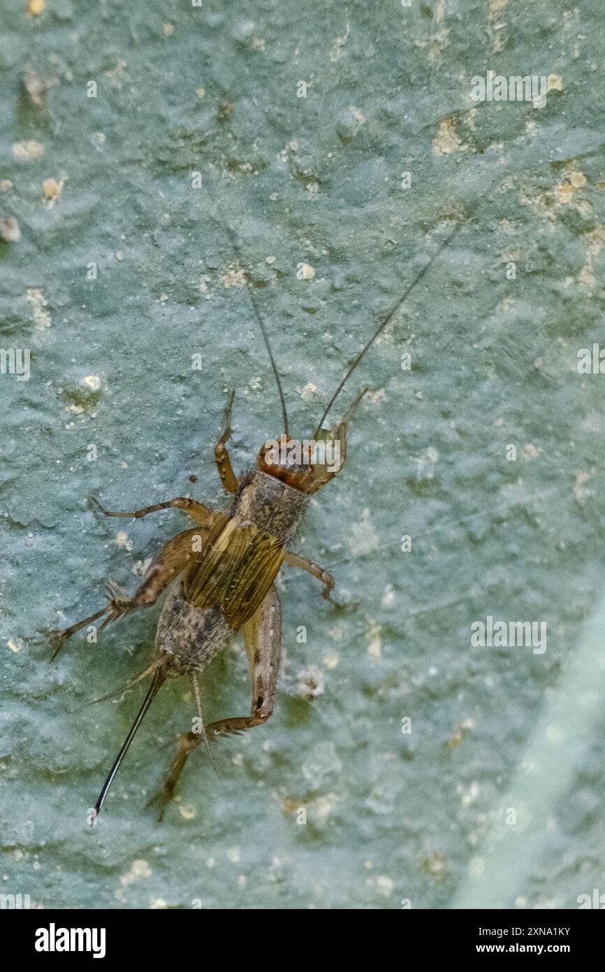 Robust Ground Crickets (Allonemobius) Insecta Stock Photo - Alamy