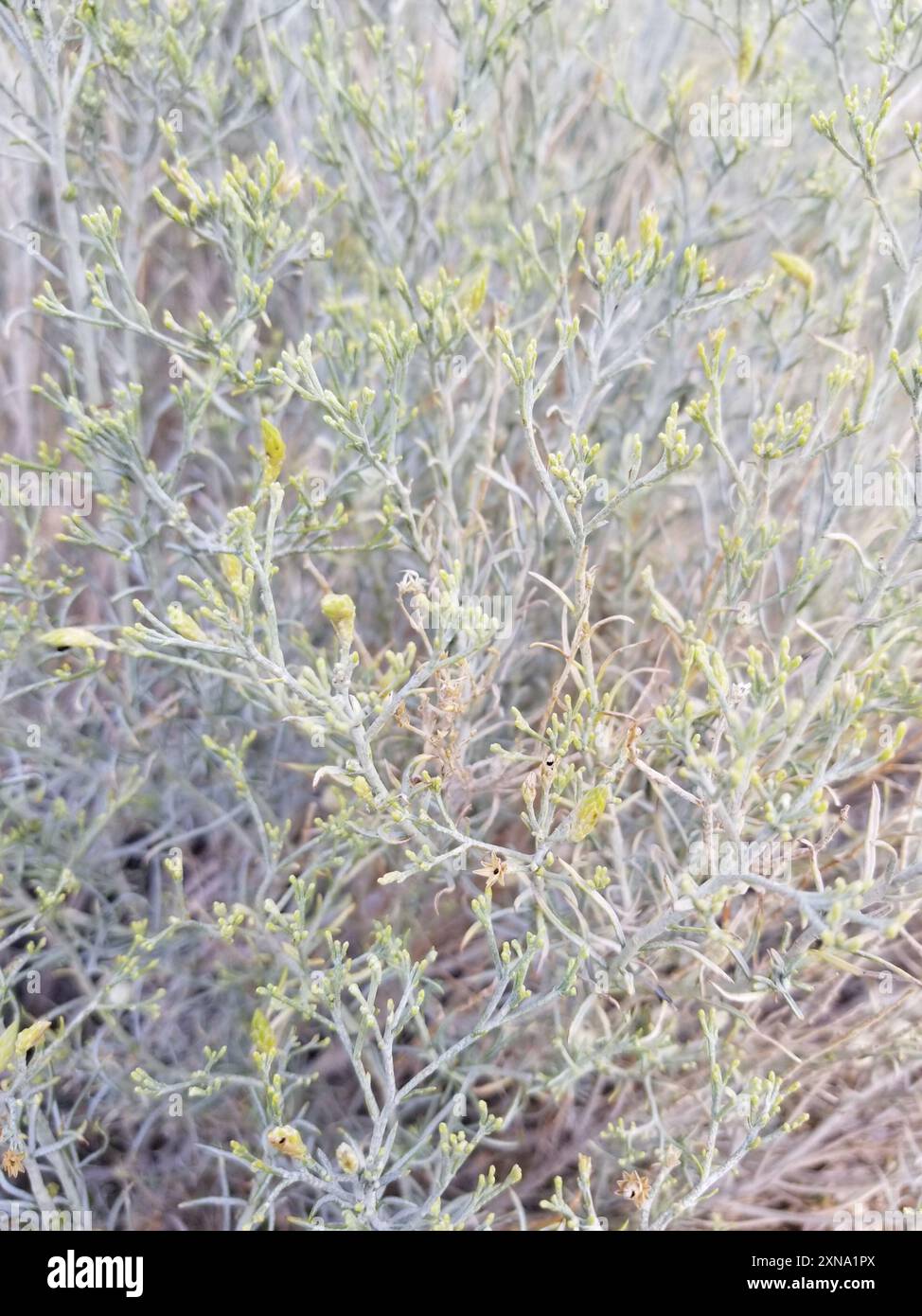 Rubber Rabbitbrush (Ericameria nauseosa) Plantae Stock Photo - Alamy
