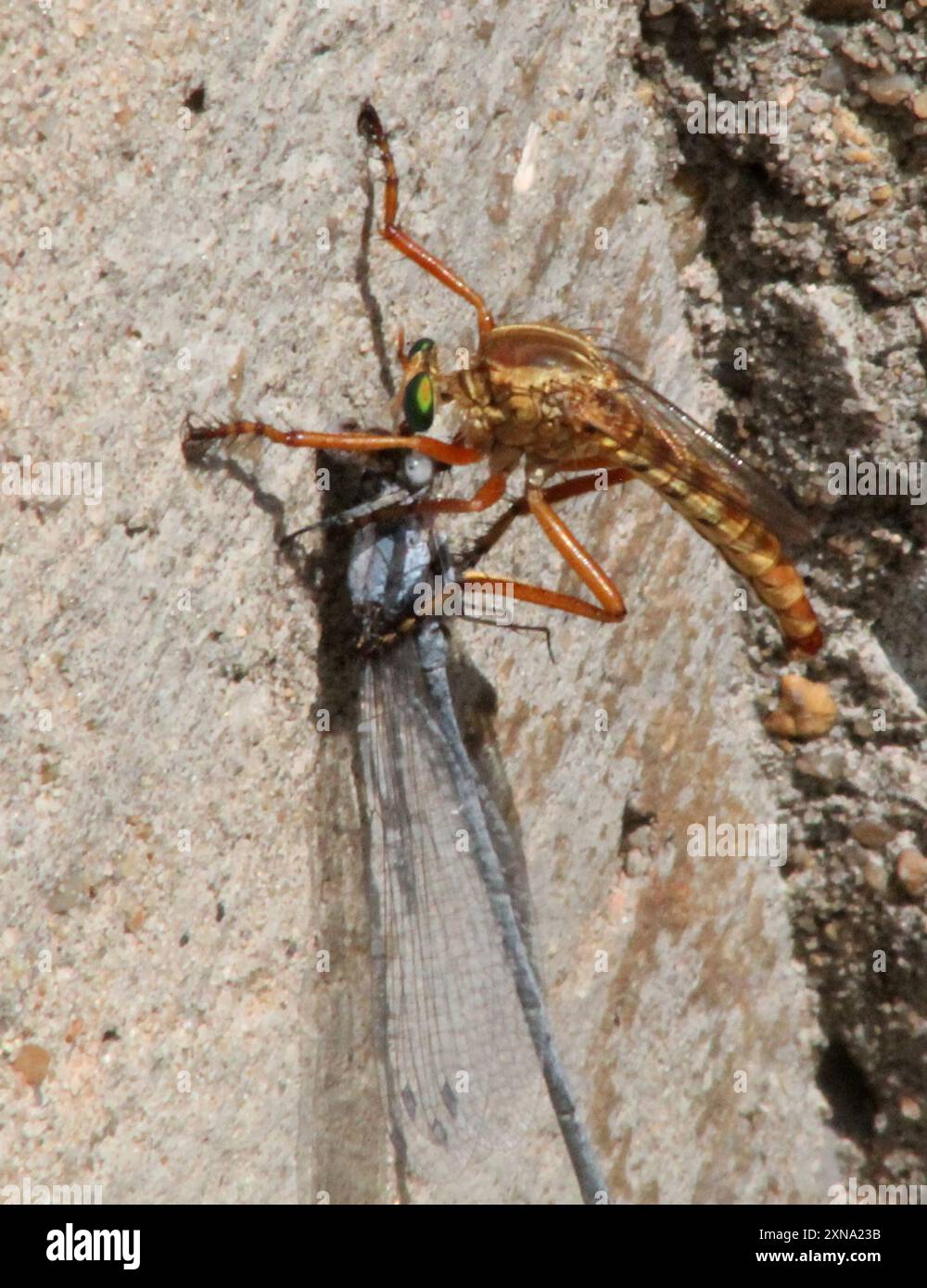Hanging-thieves (Diogmites) Insecta Stock Photo - Alamy