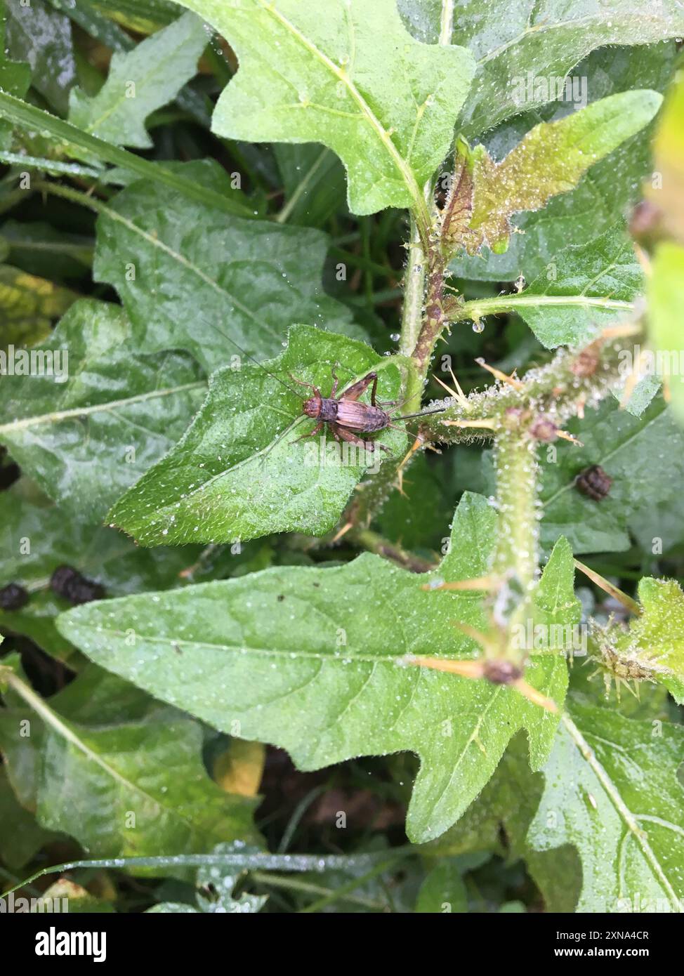 Robust Ground Crickets (Allonemobius) Insecta Stock Photo - Alamy