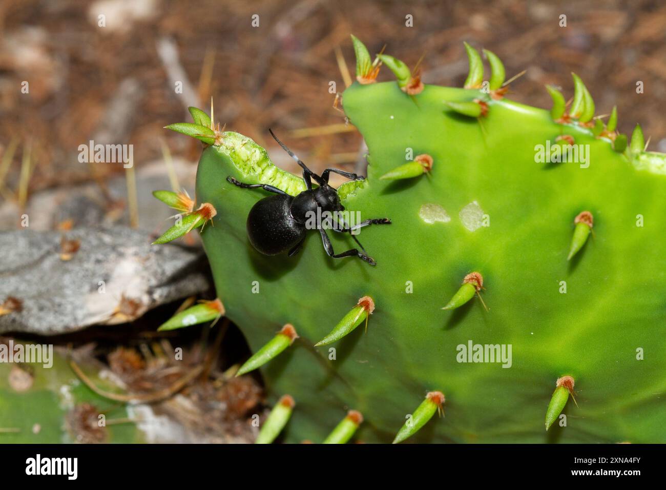 Cactus longhorn beetle hi-res stock photography and images - Alamy