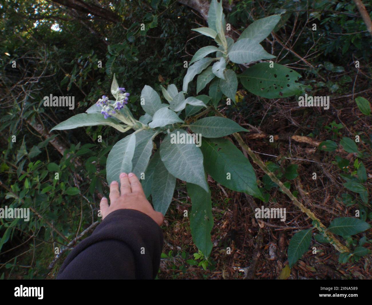 bugweed (Solanum mauritianum) Plantae Stock Photo - Alamy
