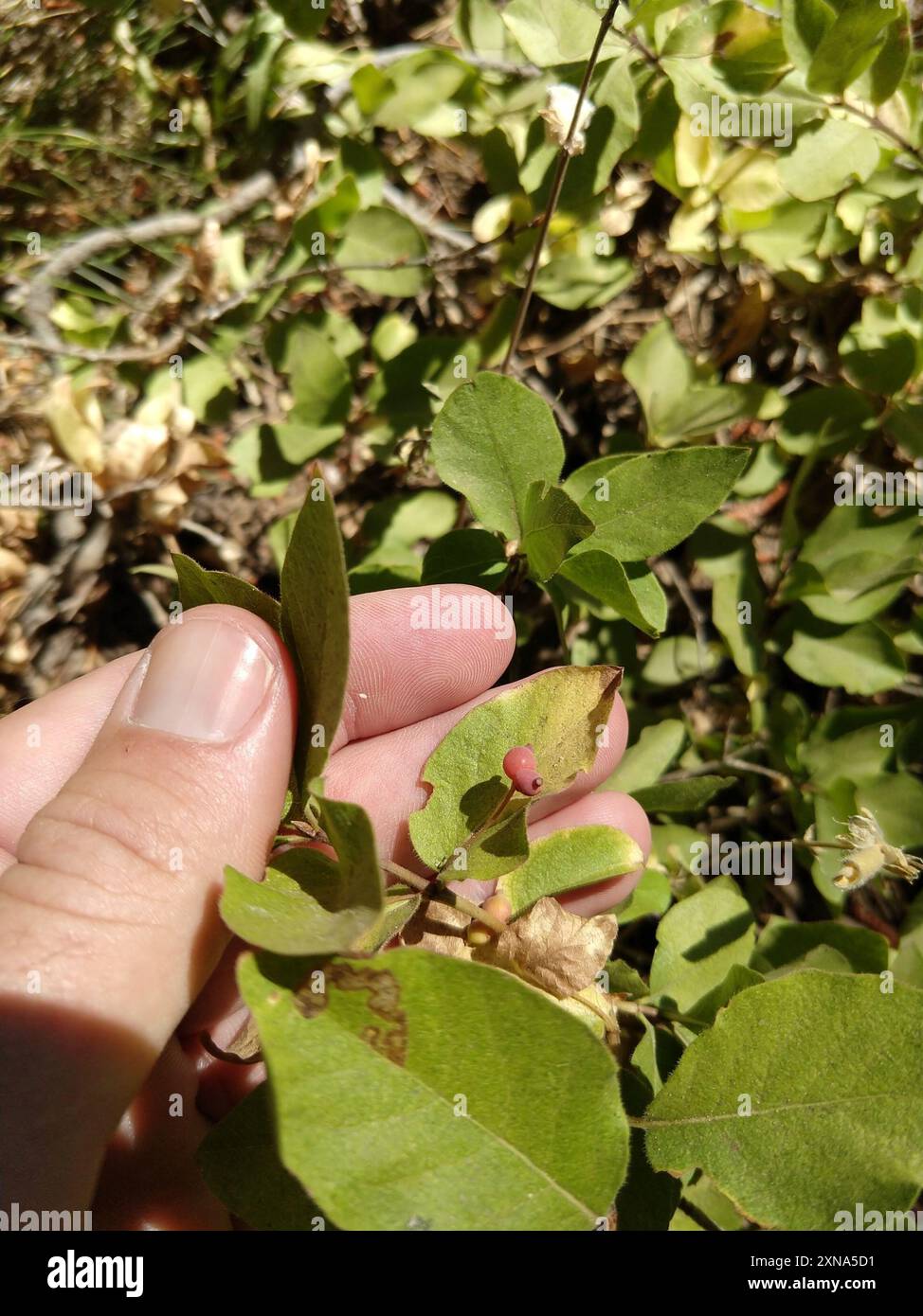 balance of the plant Balance Essential Oil Blend  Plant Therapy