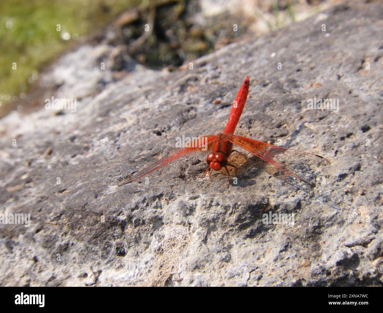 Orange winged dropwing hi-res stock photography and images - Alamy