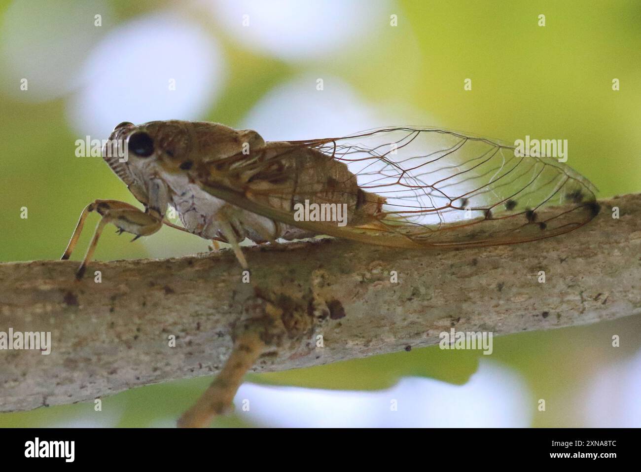 Tamasa hi-res stock photography and images - Alamy