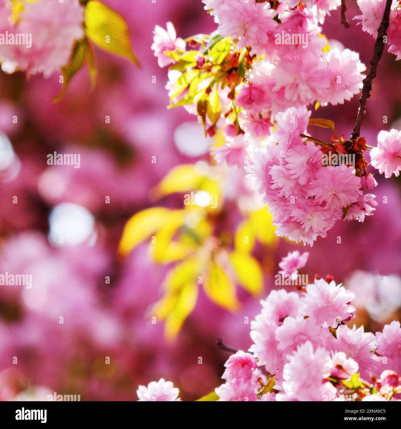 lush blossom of sakura tree. pink flowering branches. warm april weather. spring has come Stock Photo